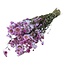 Roze naturelle Rhodante droogbloemen | Lengte ± 45 centimeter | ± 35 bloemen per bos