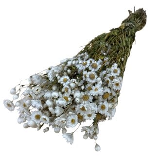 Dutch Dried Wit naturelle Rhodante droogbloemen | Lengte ± 45 centimeter | ± 35 bloemen per bos