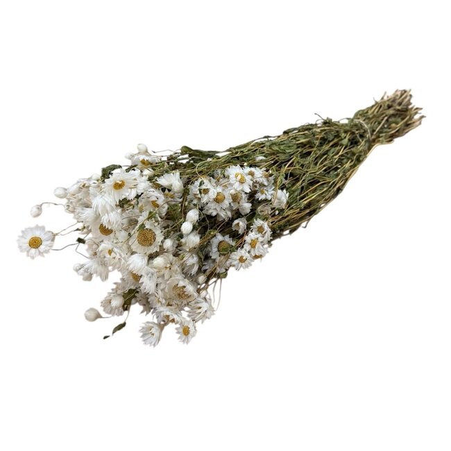 White natural Rhodante dried flowers | Length ± 45 centimetres | ± 35 flowers per bunch