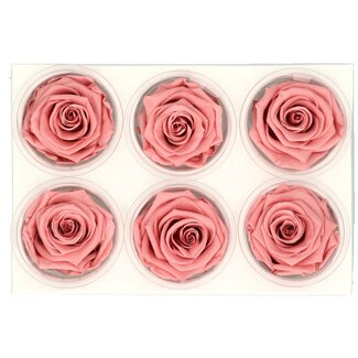 4A Konservierte Rose | Farbe: Altrosa | Trockenblumendekoration | Durchmesser 6 Zentimeter | Pro 6 Rosen