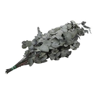 4A Gepreserveerde Eucalyptus Cinerea | Kleur: Grijs | Droogdecoratie | Lengte ± 65 centimeter | Gewicht 150 gram | Per bos