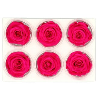 4A Rose préservée | Couleur : Fuchsia | Décoration sèche | Diamètre 6 centimètres | Par 6 roses