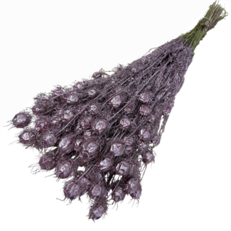 Dutch Dried Metallic roze Nigella droogbloemen | Lengte ± 55 centimeter | Gewicht ± 100 gram