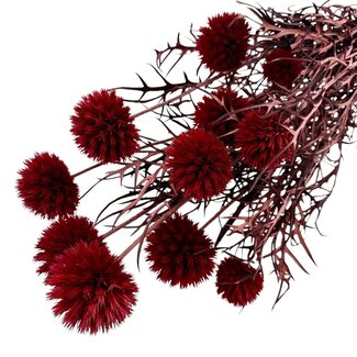 Casa Alegria Echinops XL Preserved | Red | 350 gr | 65 cm | Per 10 stems