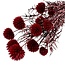 Red Echinops preserved flowers | Length ± 65 centimetres | Weight ± 350 grams