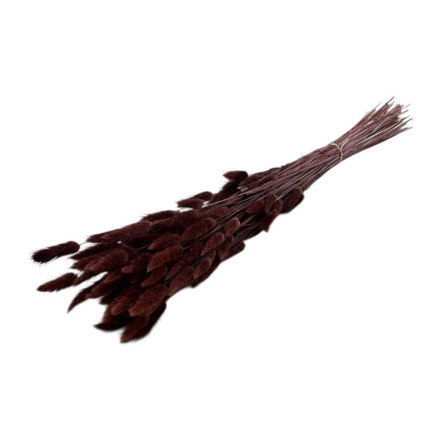 Bruine Lagurus droogbloemen | Lengte ± 65 centimeter | Gewicht ± 100 gram