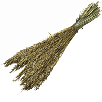Dutch Dried Goudkleurige Avena Haver droogbloemen | Lengte ± 70 centimeter | Gewicht 150 gram