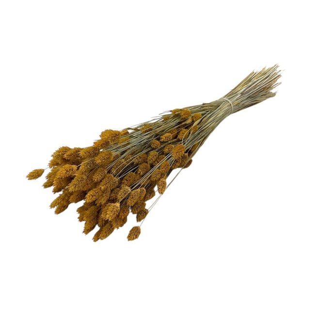 Phalaris séchées couleur abricot | Longueur ± 65 centimètres | Poids ± 150 grammes