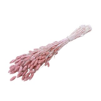 Casa Alegria Phalaris séchées rose saumon | Longueur ± 65 centimètres | Poids ± 150 grammes