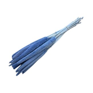 Casa Alegria Blue Babala dried flowers | Length ± 65 centimetres | Per 15 stems