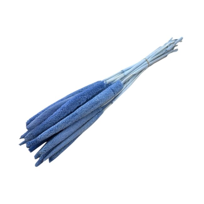 Blauwe Babala droogbloemen | Lengte ± 65 centimeter | Per 15 takken