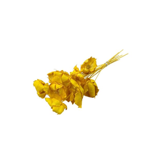 Yellow Palm Cup dried flowers | Length ± 50 centimetres | Per 8 stems