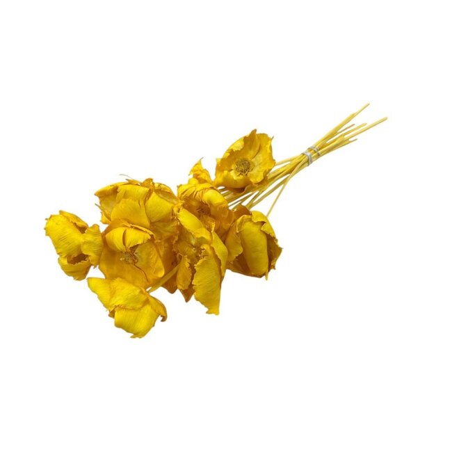 Gelbe Palm Cup Trockenblumen | Länge ± 50 Zentimeter | Pro 8 Zweige