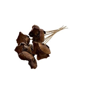 Casa Alegria Natural Palm Cup dried flowers | Length ± 50 centimetres | Per 8 stems