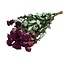 Fuchsia gedroogde Trosrozen | Spray Rose droogbloemen | Lengte ± 50 centimeter | Per 10 rozen