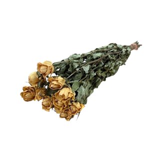 DriedRoses.com Gelbe getrocknete Rosen | Länge ± 50 Zentimeter | Pro 10 Rosen
