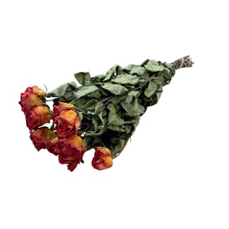 DriedRoses.com Oranje gedroogde Rozen | Lengte ± 50 centimeter | Per 10 rozen