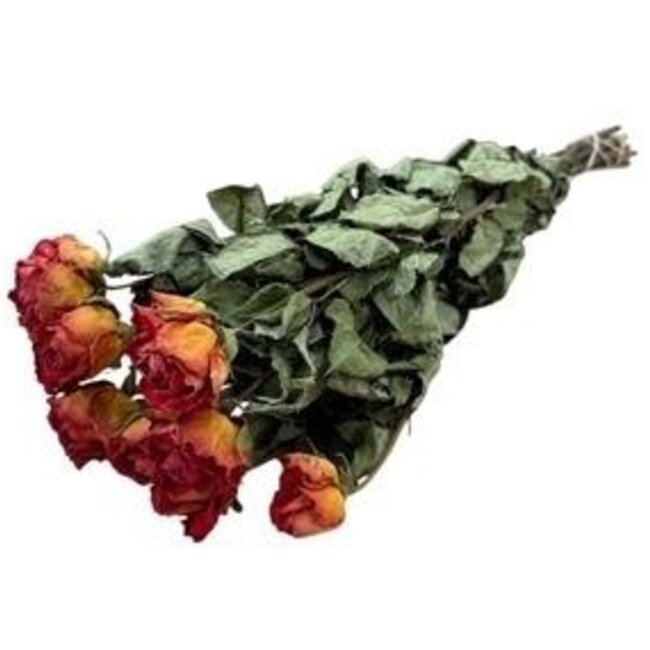 Oranje gedroogde Rozen | Lengte ± 50 centimeter | Per 10 rozen