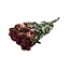 Geel-rode gedroogde Trosrozen | Spray Rose droogbloemen | Lengte ± 50 centimeter | Per 10 rozen