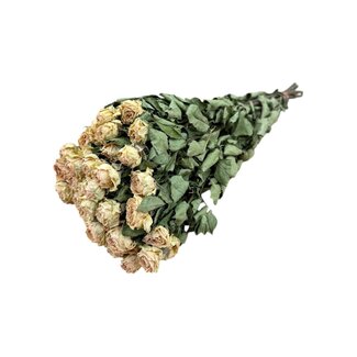 DriedRoses.com Peach Fuzz dried Cluster Roses | Spray Rose dried flowers | Length ± 50 centimetres | Per 10 roses