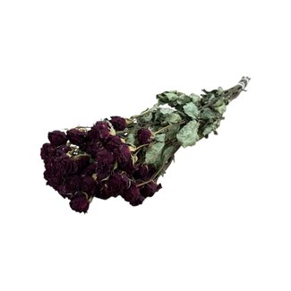 DriedRoses.com Rode gedroogde Trosrozen | Spray Rose droogbloemen | Lengte ± 50 centimeter | Per 10 rozen
