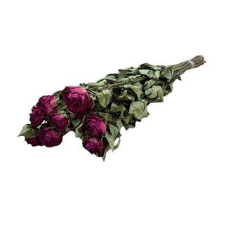 DriedRoses.com Fuchsia getrocknete Rosen | Länge ± 50 Zentimeter | Pro 10 Rosen