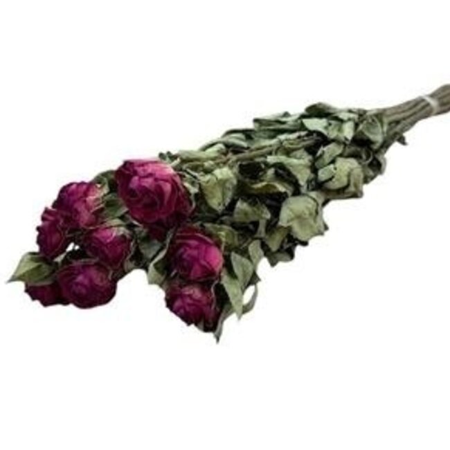 Fuchsia Dried Roses | Length ± 50 centimetres | Per 10 roses