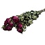 Fuchsia gedroogde Rozen | Lengte ± 50 centimeter | Per 10 rozen