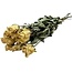 White dried roses | Length ± 50 centimetres | Per 10 roses