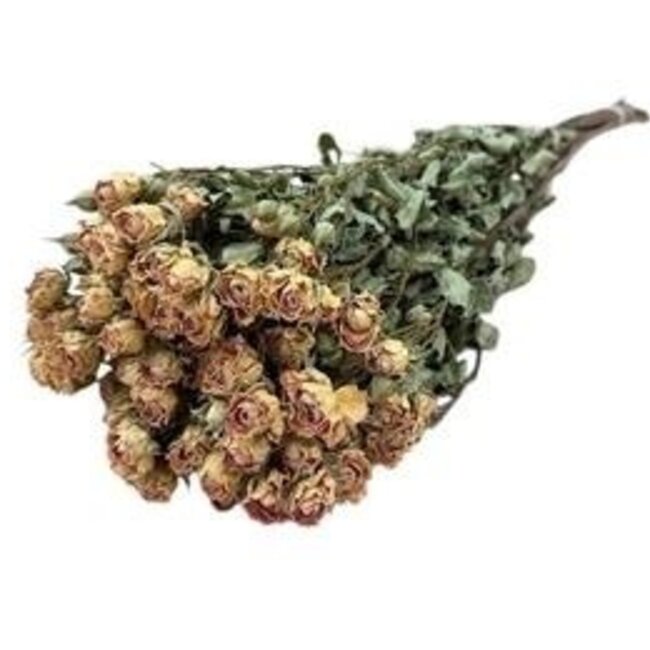 Roses en grappes séchées blanc-rose | Fleurs séchées Spray Rose | Longueur ± 50 centimètres | Par 10 roses