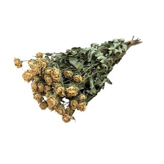 DriedRoses.com Weiße getrocknete Strauchrosen | Spray-Rosen Trockenblumen | Länge ± 50 Zentimeter | Pro 10 Rosen