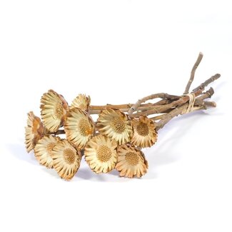 Dutch Dried Naturel Bruine Protea Compacta droogbloemen | Lengte ± 35 centimeter | Per 10 takken