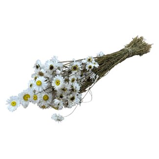 Dutch Dried Natürliche weiße Acroclinium Trockenblumen | Länge ± 45 Zentimeter | Gewicht ± 100 Gramm