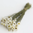 Naturel witte Acroclinium droogbloemen | Lengte ± 45 centimeter | Gewicht ± 100 gram