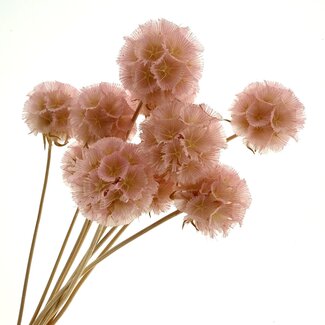 Casa Alegria Light pink bleached Escabiosa dried flowers | Length ± 30 centimetres | Per 10 scabiosas