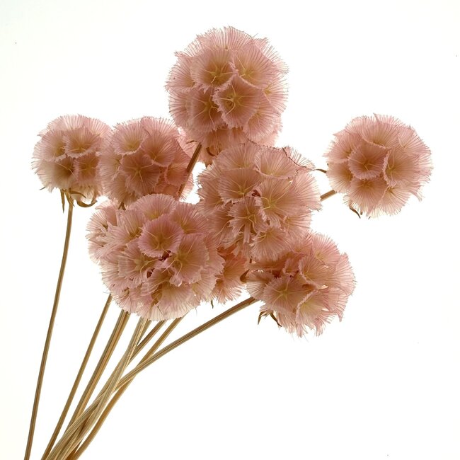 Scabiosa séchées décolorées rose clair | Longueur ± 30 centimètres | Par 10 scabiosas