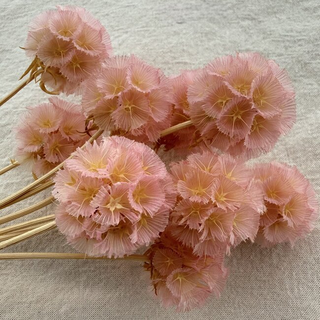 Scabiosa séchées décolorées rose clair | Longueur ± 30 centimètres | Par 10 scabiosas