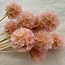 Scabiosa séchées décolorées rose clair | Longueur ± 30 centimètres | Par 10 scabiosas
