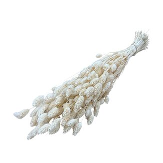 Casa Alegria White Bleached Phalaris Dried Flowers | Length ± 75 centimetres | Weight ± 150 grams