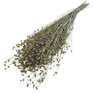 Dutch Dried Goudkleurig Linum - Vlas droogbloemen | Lengte ± 55 centimeter | Gewicht ± 150 gram