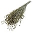 Goudkleurig Linum - Vlas droogbloemen | Lengte ± 55 centimeter | Gewicht ± 150 gram