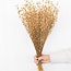 Golden Linum - Flax dried flowers | Length ± 55 centimetres | Weight ± 150 grams