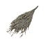 Gold-coloured Caspia preserved flowers | Length ± 65 centimetres | Weight ± 100 grams