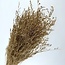 Gold-coloured Caspia preserved flowers | Length ± 65 centimetres | Weight ± 100 grams