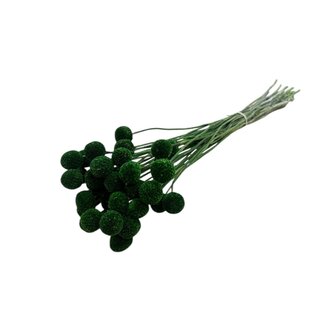 Casa Alegria Groene Craspedia droogbloemen | Lengte ± 50 centimeter | Per 40 takken