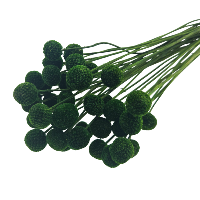 Groene Craspedia droogbloemen | Lengte ± 50 centimeter | Per 40 takken