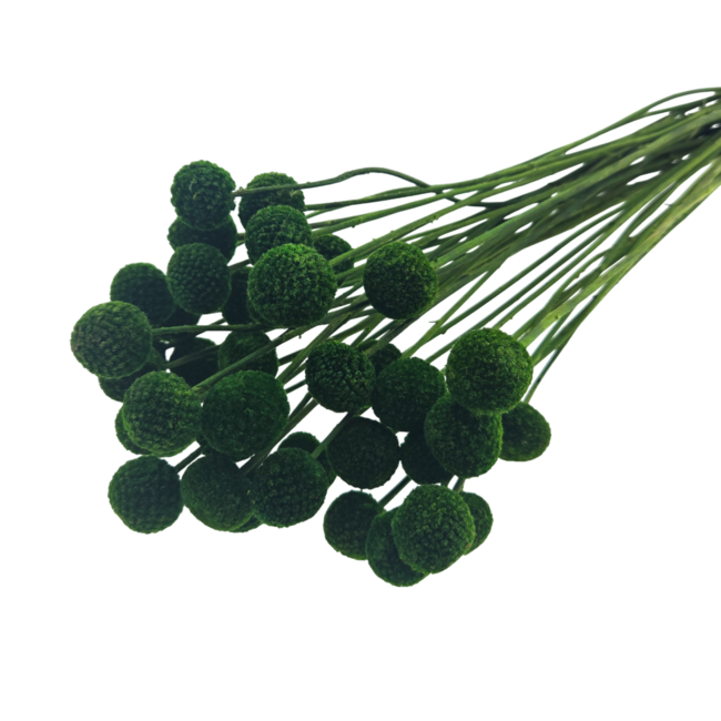 Green Craspedia dried flowers | Length ± 50 centimetres | Per 40 stems