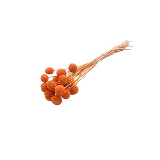 Casa Alegria Dark Salmon Craspedia droogbloemen | Lengte ± 50 centimeter | Per 20 takken