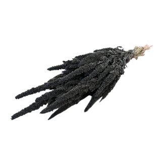 Dutch Dried Dunkelgraue Amaranthus Cruentus Trockenblumen | Länge ± 60 Zentimeter | Gewicht ± 100 Gramm