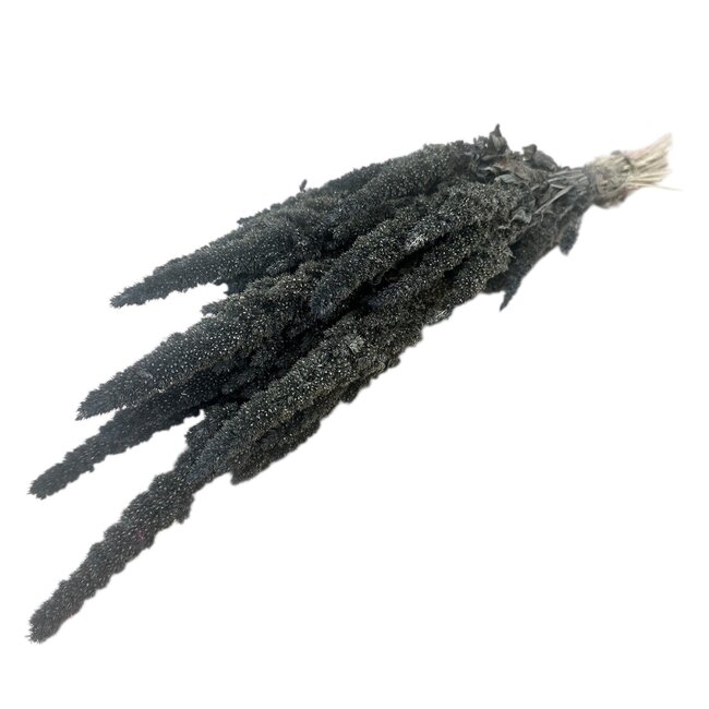 Dark Grey Amaranthus Cruentus Dried Flowers | Length ± 60 centimetres | Weight ± 100 grams